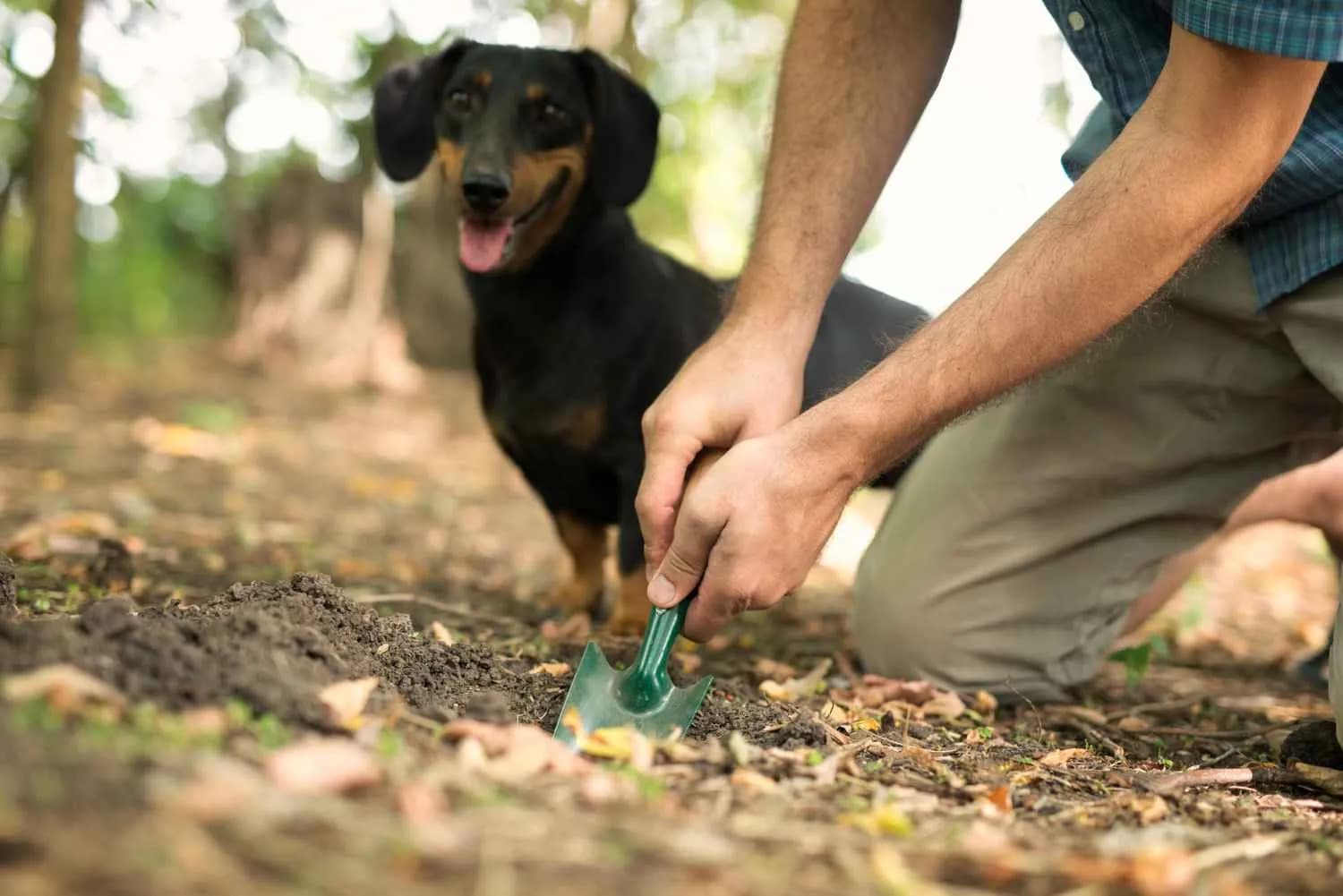 Professional Dog Poop Clean-Up Service in Sugar Land, TX and Nearby Areas