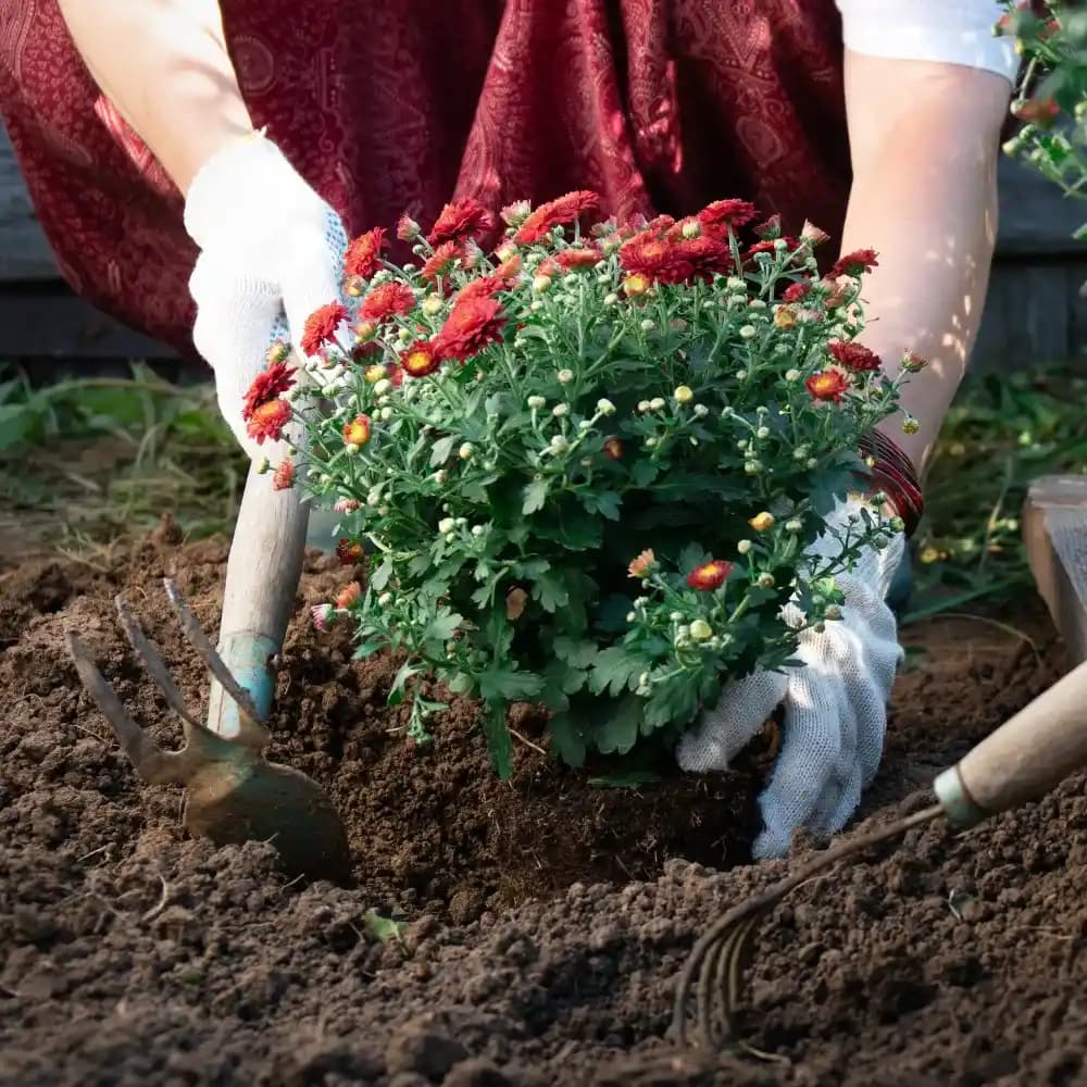  Flower Bed Creation & Cleanup Service in Texas