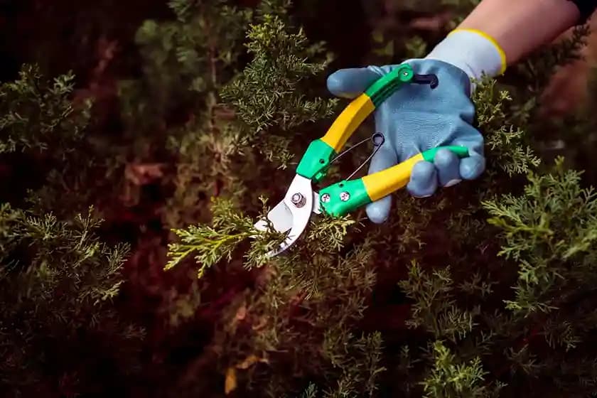 Tree, Shrub & Plant Services service