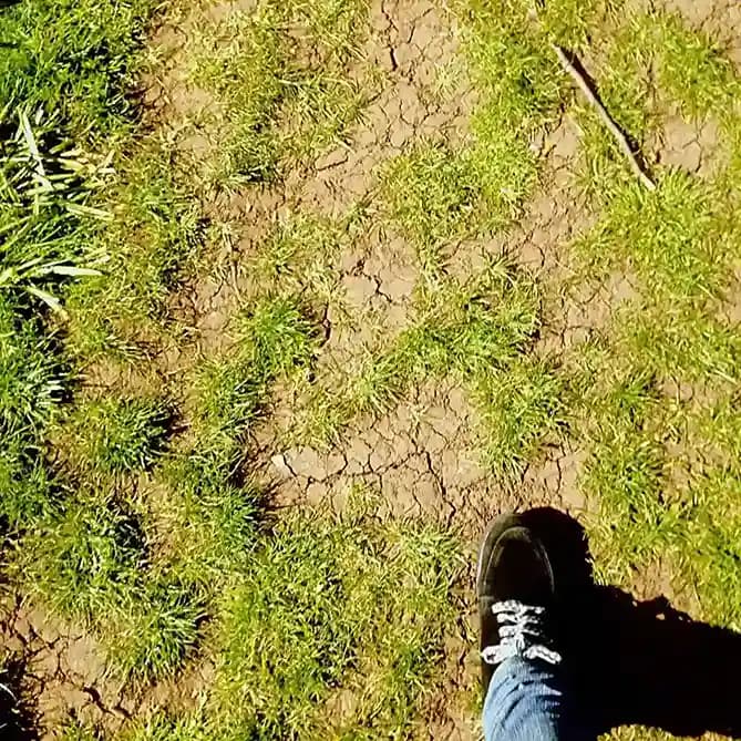 Yard Leveling & Grading service