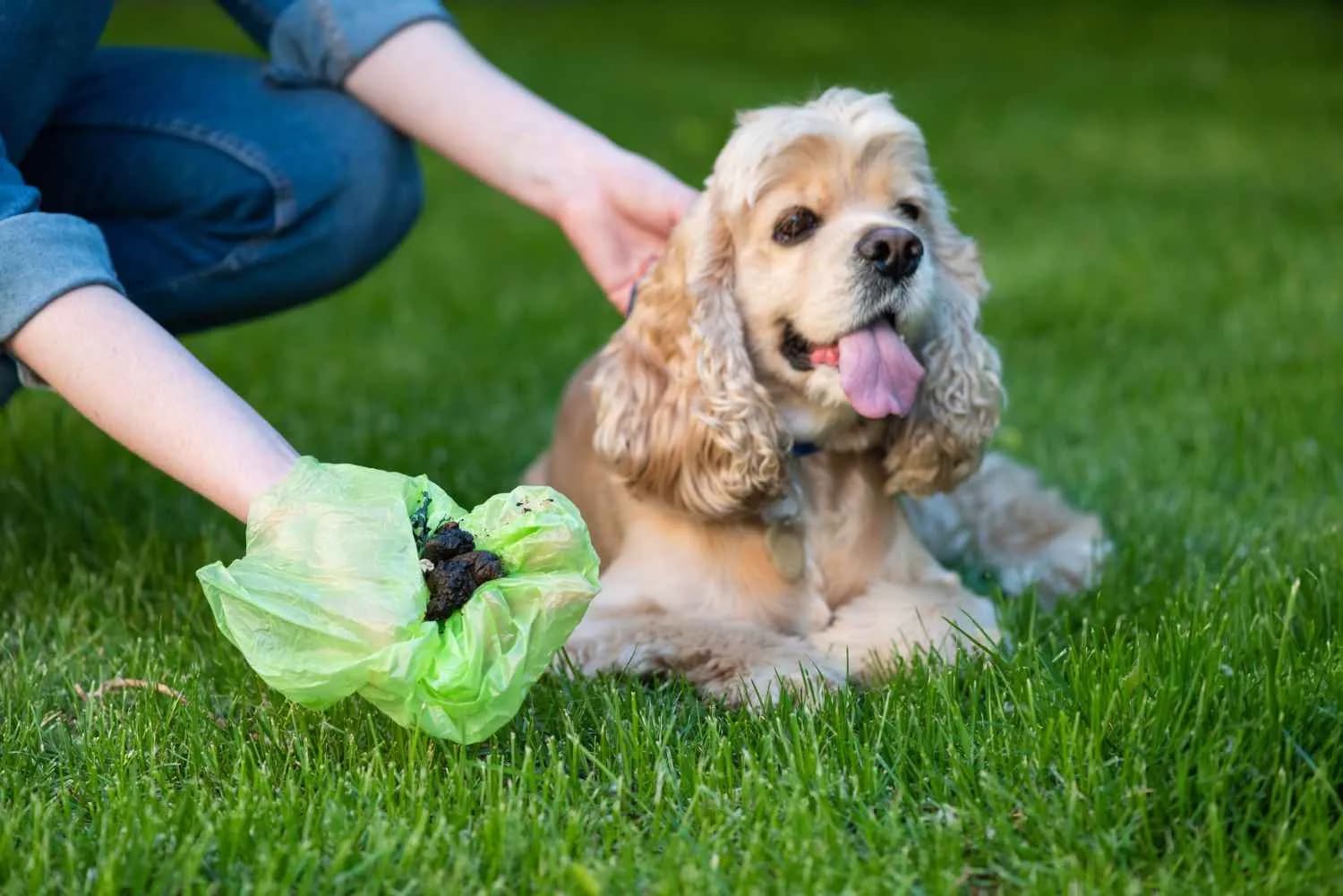 Why Hire Us for Dog Poop Cleanup Services