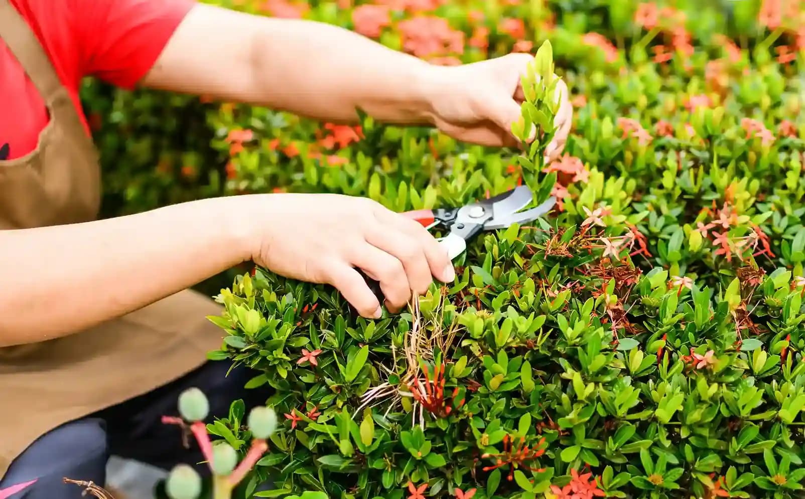 Why Choose Our Tree, Shrub & Plant Services?